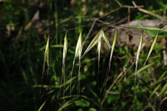 Avena clauda