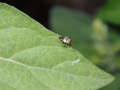 Anthophilolygus bakeri