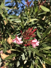 Nerium oleander