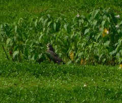 Rostrhamus sociabilis