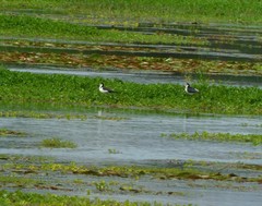 Himantopus mexicanus
