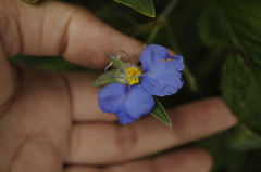 Commelina erecta