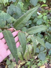 Meniscium reticulatum