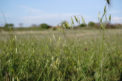 Avena clauda
