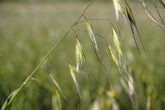 Avena clauda