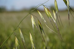 Avena clauda