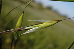 Avena clauda