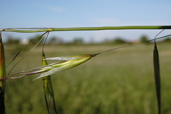 Avena clauda