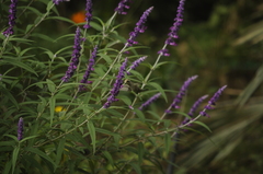 Chlorostilbon lucidus