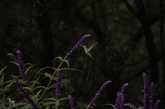 Chlorostilbon lucidus