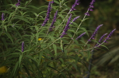 Chlorostilbon lucidus