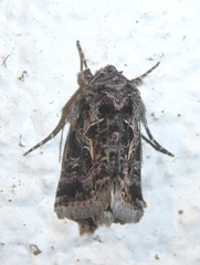 Thysanoplusia daubei