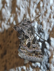 Thysanoplusia daubei