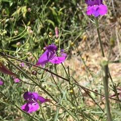 Penstemon heterophyllus