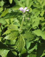 Geranium gracile