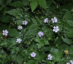 Geranium gracile