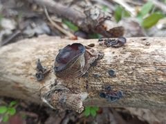 Auricularia auricula-judae