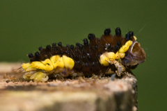 Gynautocera rubriscutellata