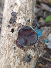 Auricularia auricula-judae
