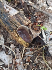 Auricularia auricula-judae