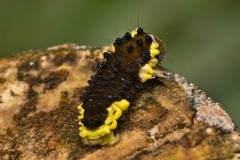 Gynautocera rubriscutellata