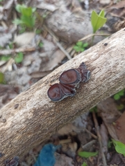 Auricularia auricula-judae