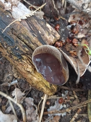 Auricularia auricula-judae