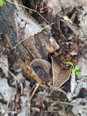 Auricularia auricula-judae