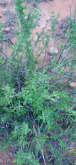 Ocimum burchellianum