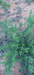 Ocimum burchellianum