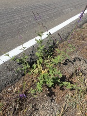 Verbena lasiostachys