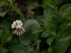 Trifolium repens