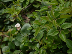 Trifolium repens