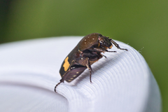 Clinteria ducalis aeneofusca