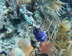 Haliclona caerulea