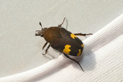 Clinteria ducalis aeneofusca