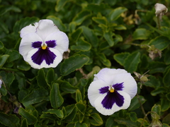Viola × wittrockiana