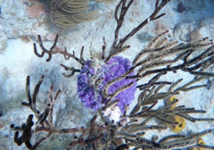 Clavelina puertosecensis
