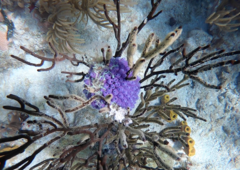 Clavelina puertosecensis