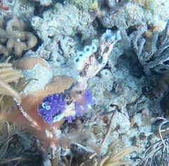 Haliclona caerulea