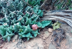 Huernia thuretii