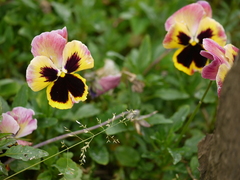 Viola × wittrockiana