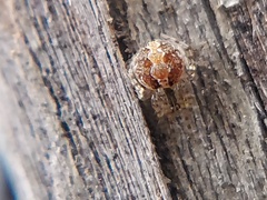 Araneomorphae