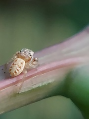 Salticidae