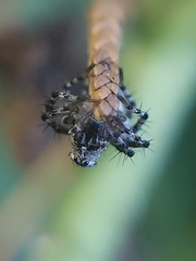 Oxyopes scalaris