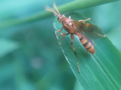 Ichneumonina