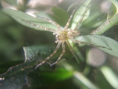 Dolomedes