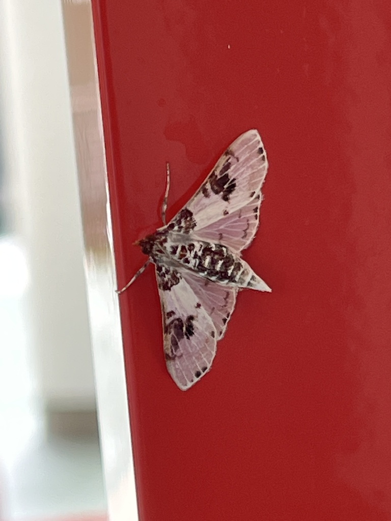 Azochis euvexalis