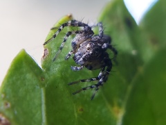 Oxyopes scalaris