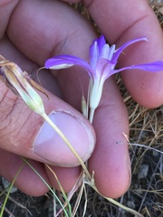 Brodiaea